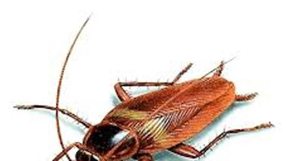 Mortein