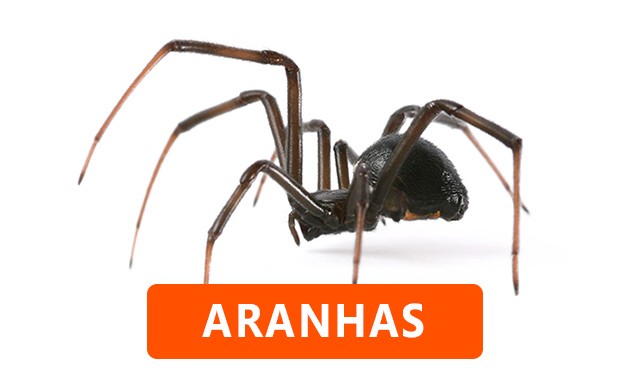 Aranhas