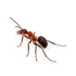 Mortein