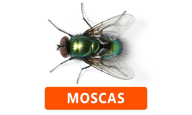 Moscas