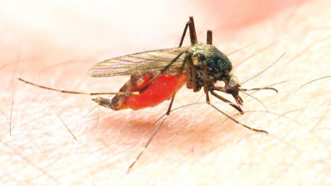  Untreated malaria may lead to mental disorder, experts warn