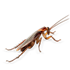 Cockroaches