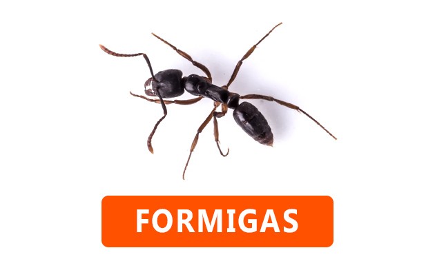 Formigas