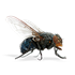 Mortein