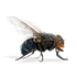 Mortein
