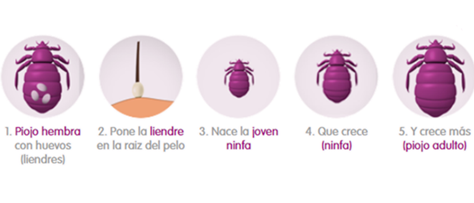 O que são os piolhos?