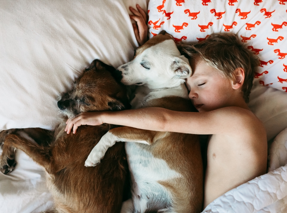 A cute baby boy napping with two adorable dogs in bed