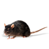 Mortein