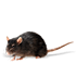 Mortein
