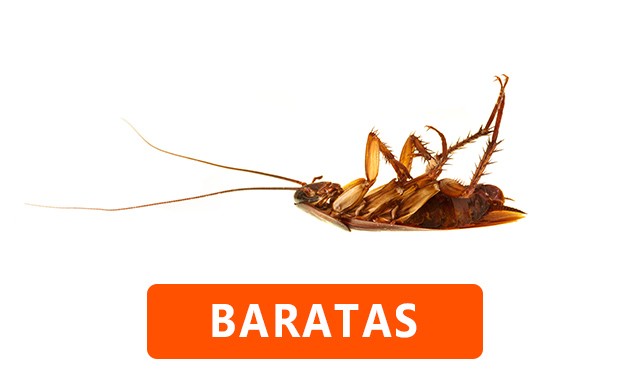 Baratas