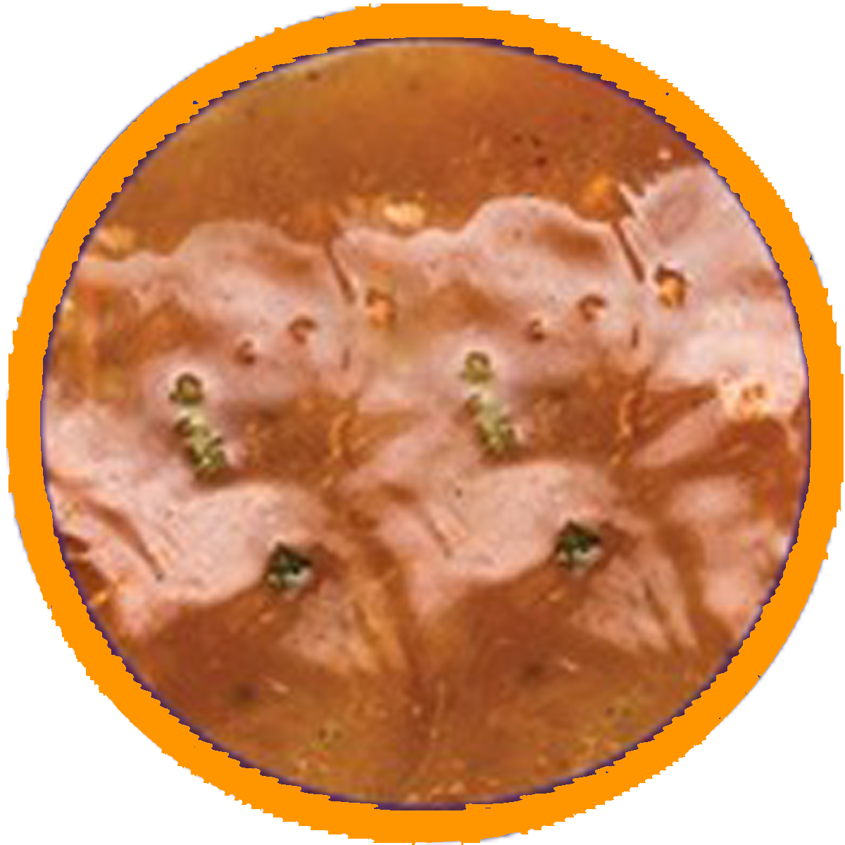 GREASE & SOLIDIFIED FAT