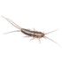 Mortein