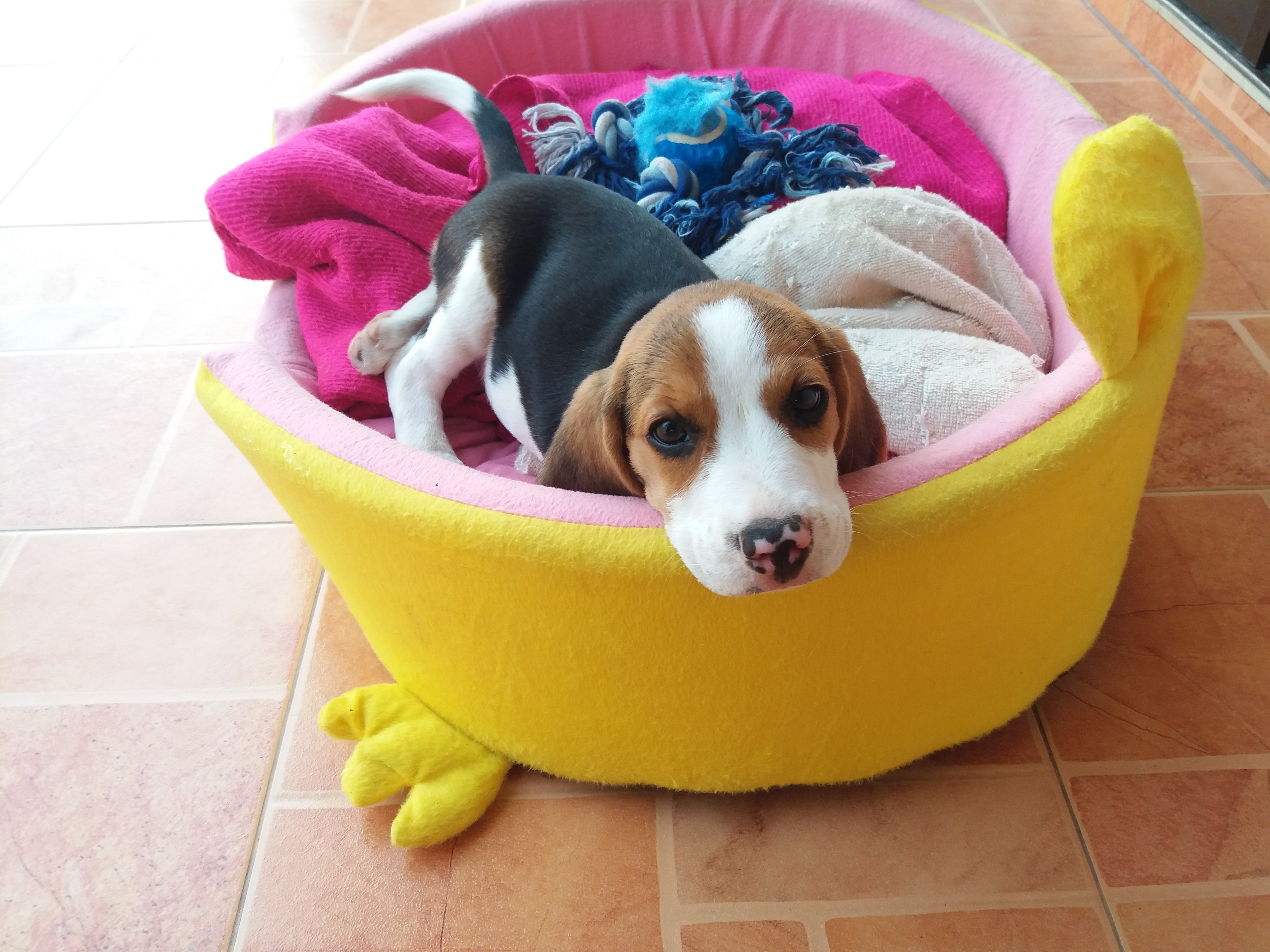 A dog is sitting on its bed.