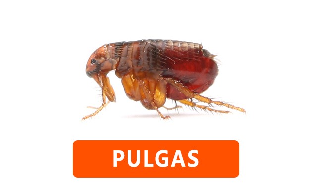 Pulgas