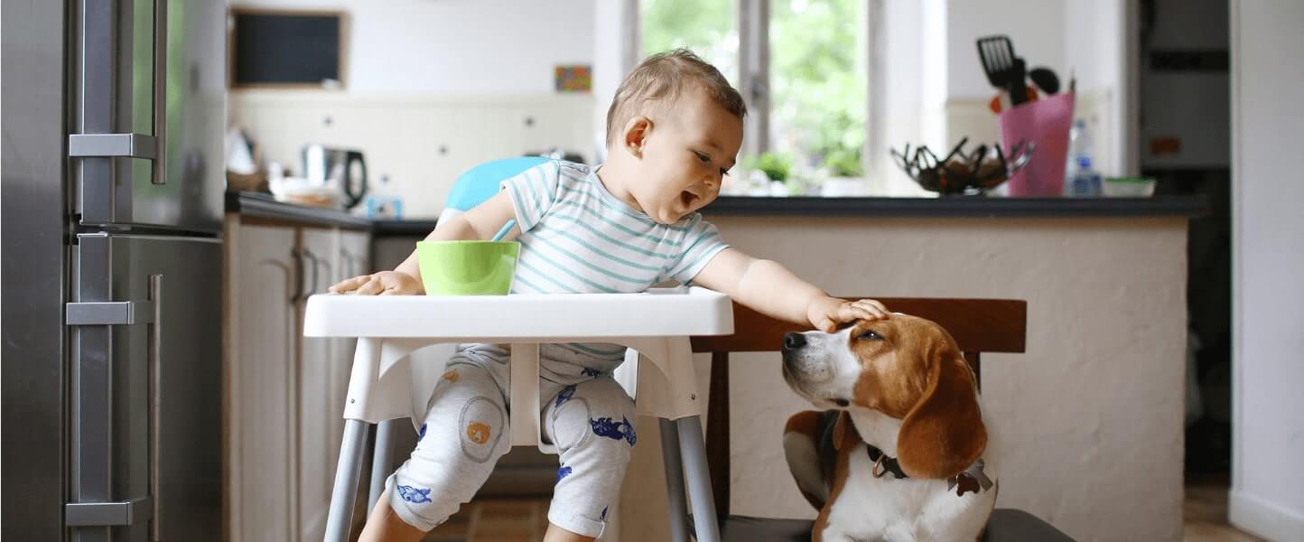 Stuck In The Dog House? Keep Pet Smells Under Control