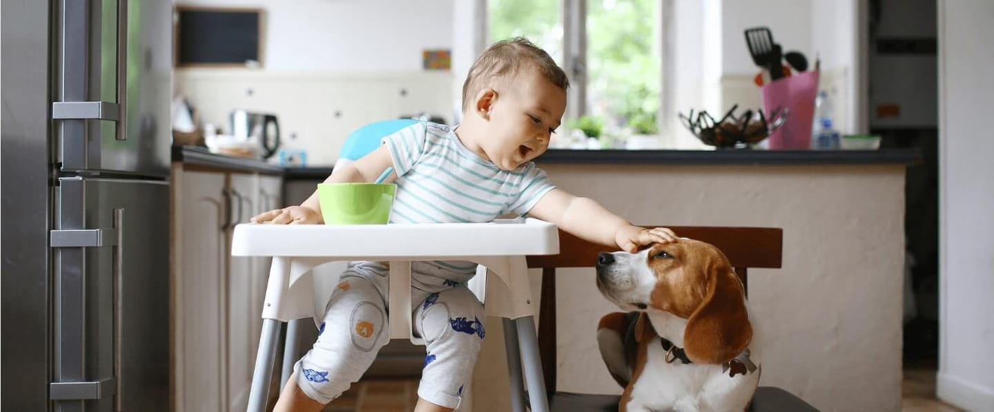 Stuck In The Dog House? Keep Pet Smells Under Control