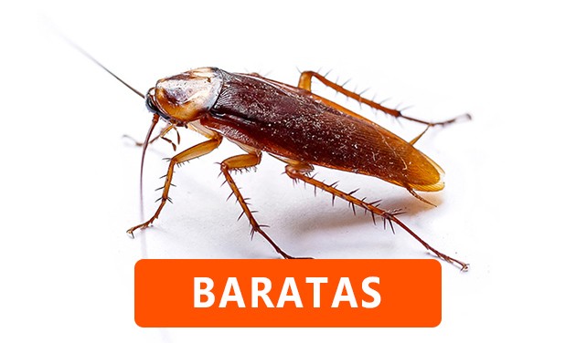 Baratas