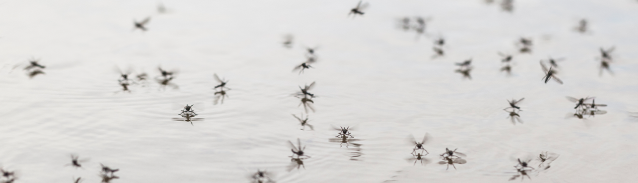 Ventilação e Limpeza Protegem sua Casa