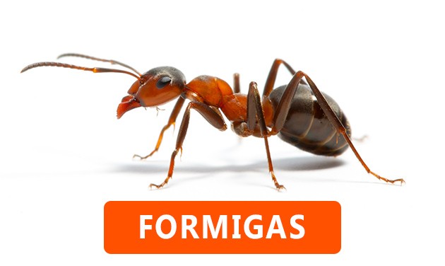 Formigas