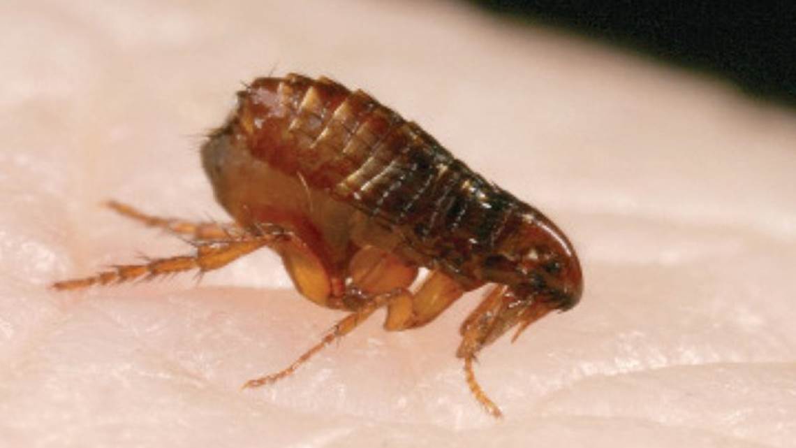 Mortein