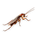 Mortein