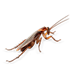 Mortein