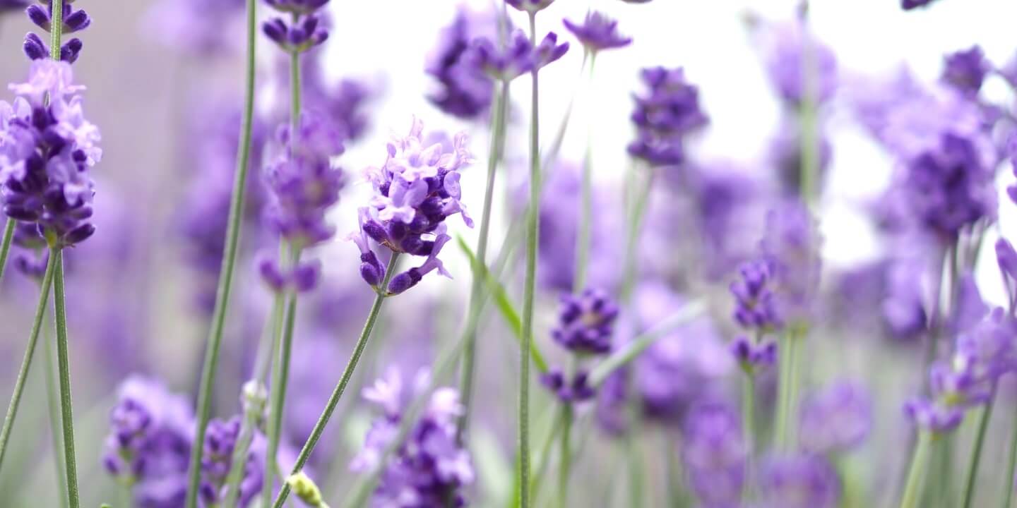 Relaxing Lavender