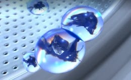 calgon