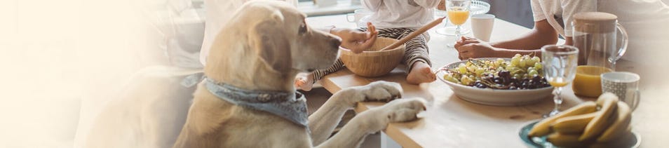 ¿Mascota en casa? Gérmenes seguros