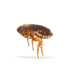 Mortein