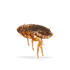 Mortein
