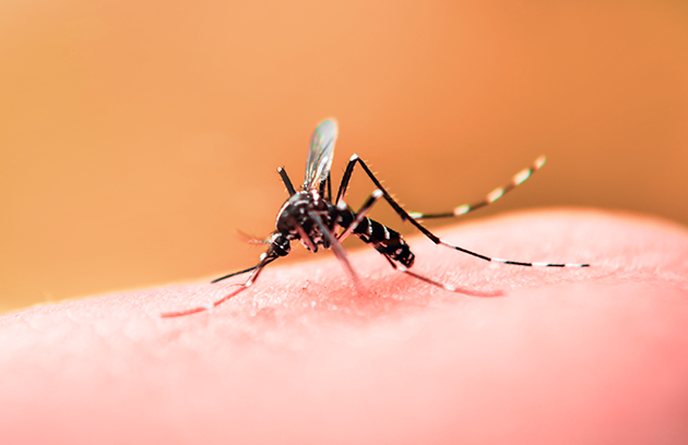 Dengue