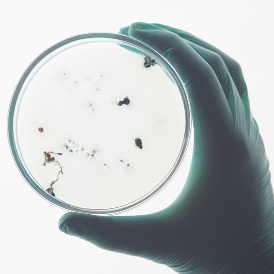 Esta temporada de invierno, conoce la diferencia entre virus, bacterias y hongos