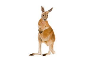 What kangaroos and resource-efficient packages have in common