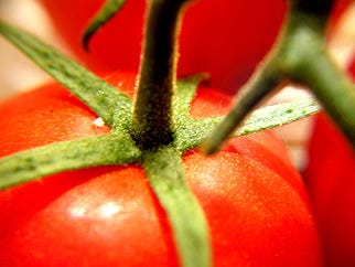 231530-Tomatoes.jpg