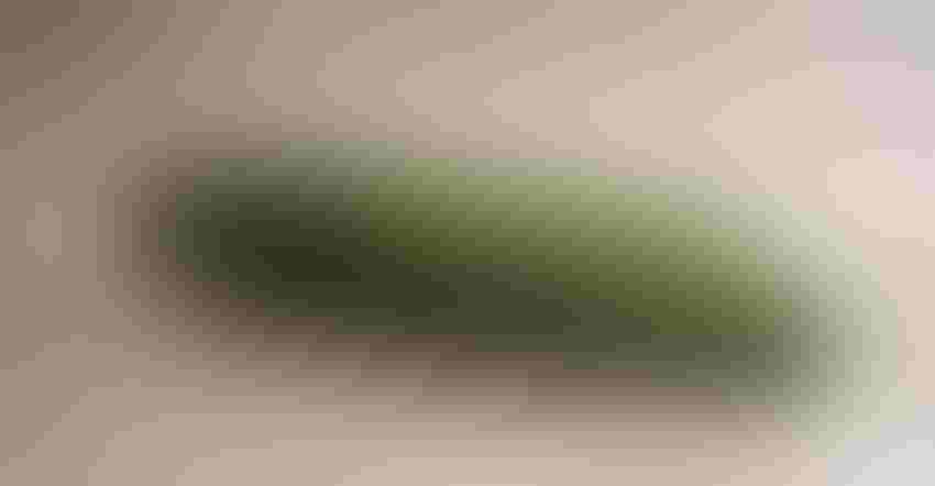 Cucumber-wrapped-Alamy-TBNFGJ-ftd.jpg