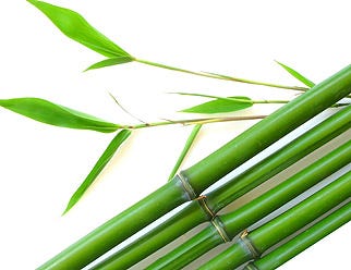 247529-Bamboo.jpg