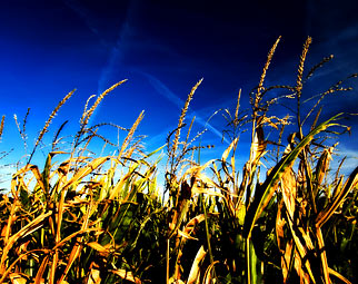 Battelle scientists seek to develop corn-based bioplastic products