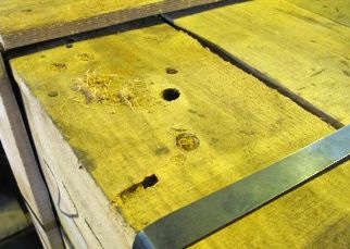 Wood boring insects found in air-cargo packaging
