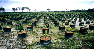 NewPage, WRI, Launch Partnership to Protect Indonesian Forests