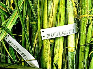 284880-sugarcane.jpg