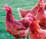 Chicken featherscould be source for bioplastics