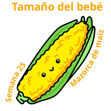 Tamaño del bebé Semana 25 Mazorca de maíz