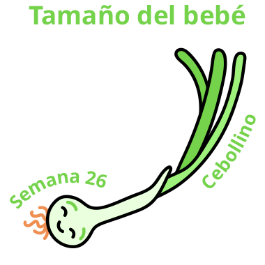 Tamaño del bebé Semana 26 Cebollino