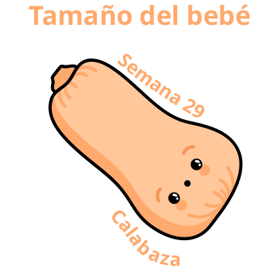 Tamaño del bebé Semana 29