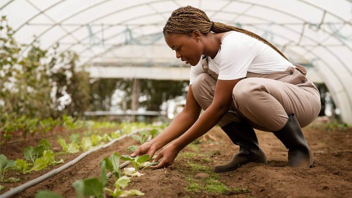A woman inspects her plants in a greenhouse. A woman inspects her plants in a greenhouse.