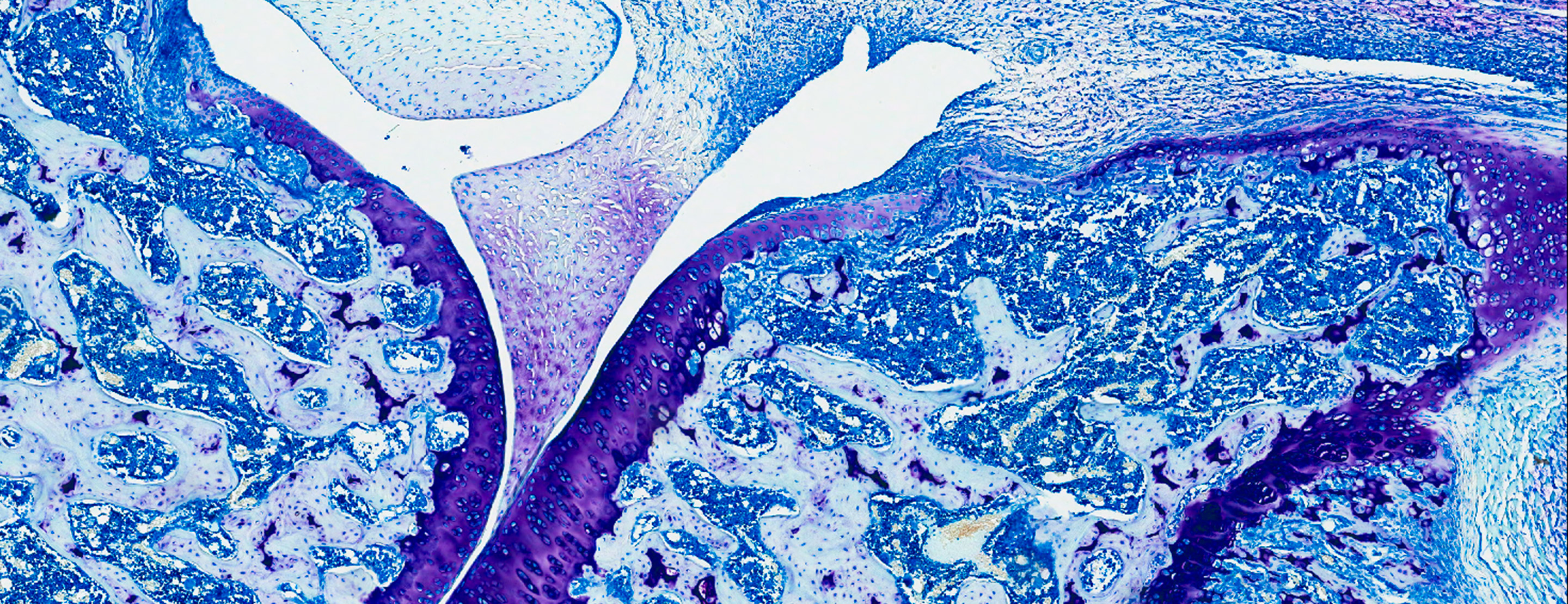 Lifelong Learning in Immunology