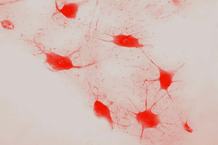 Neuroscience_image Neuroscience_image
