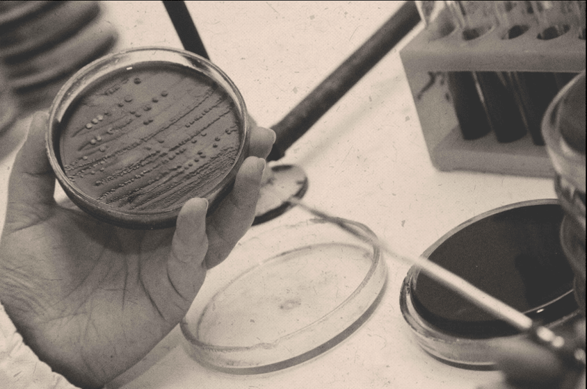 bacteria.png