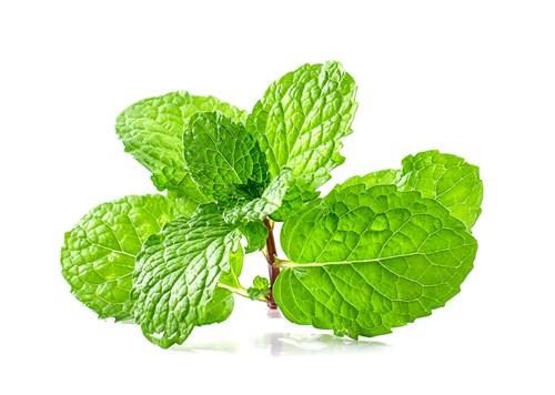 Benefici della menta